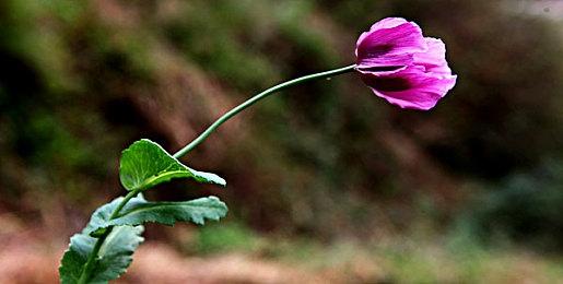 国产修真武侠《百炼登神》于6.20上线EA版